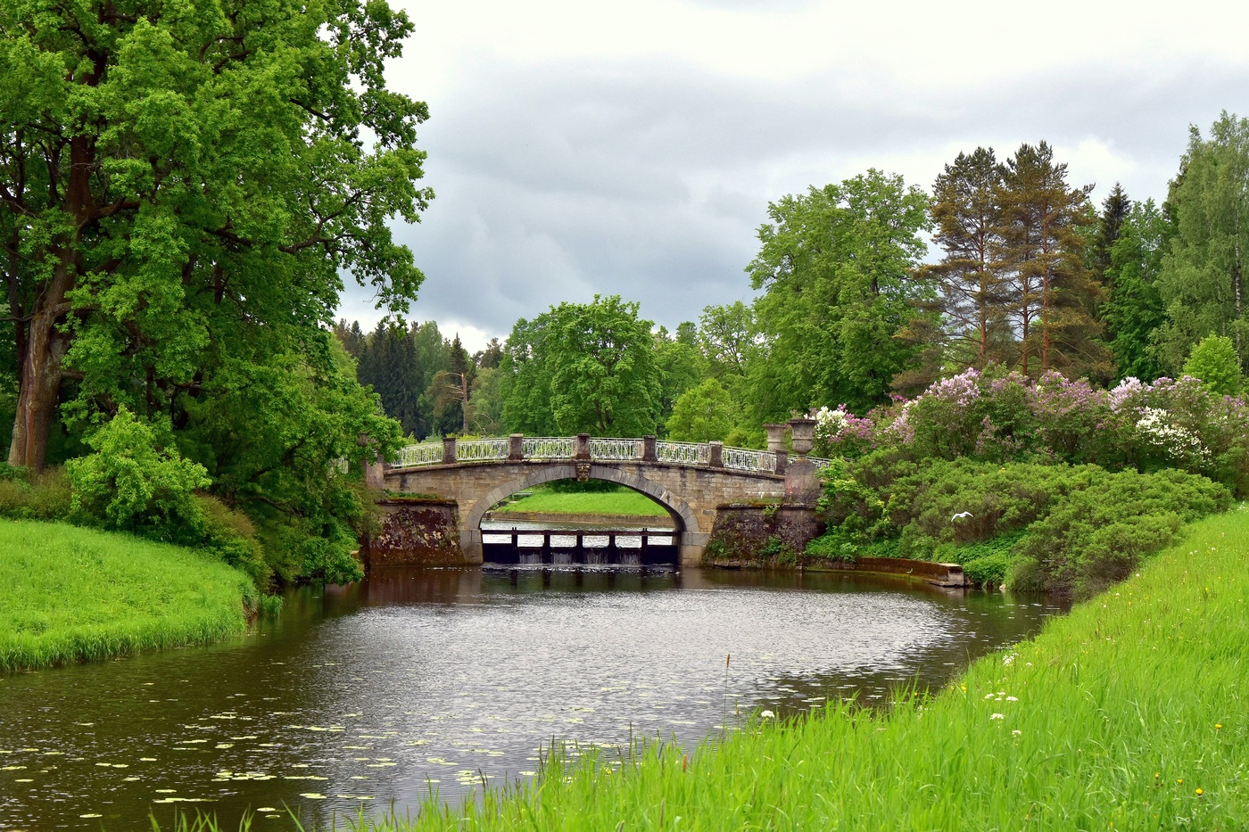 Торжествующе пахнет сирень