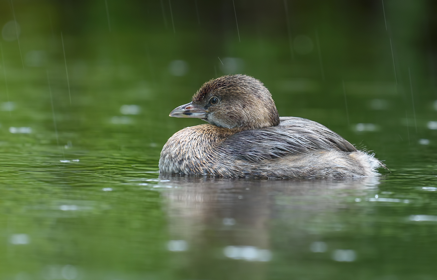 Pied-billed Grebe