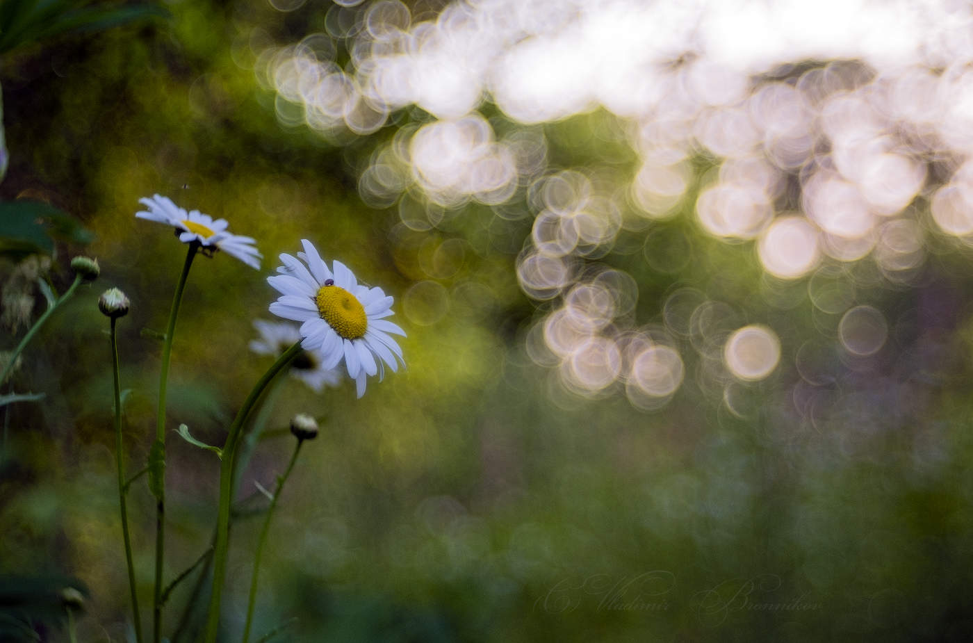 Нежность лета