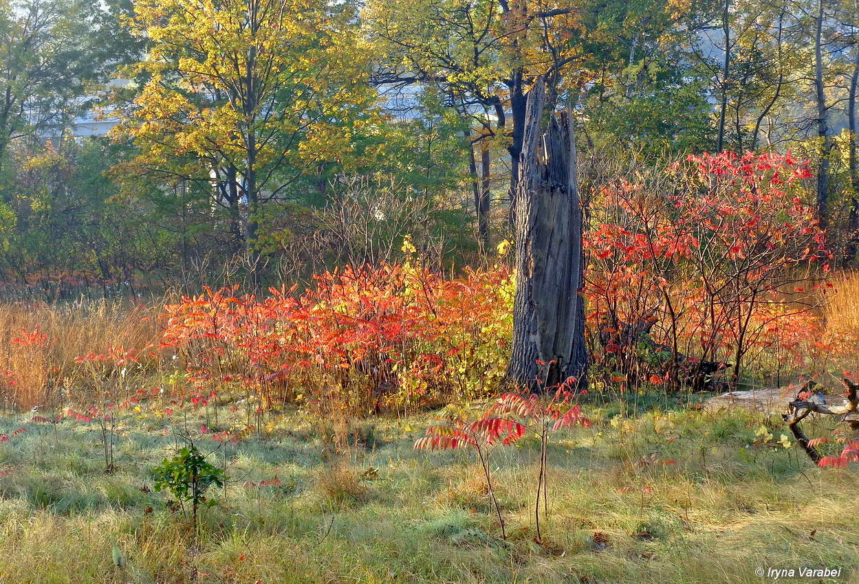 осенний этюд