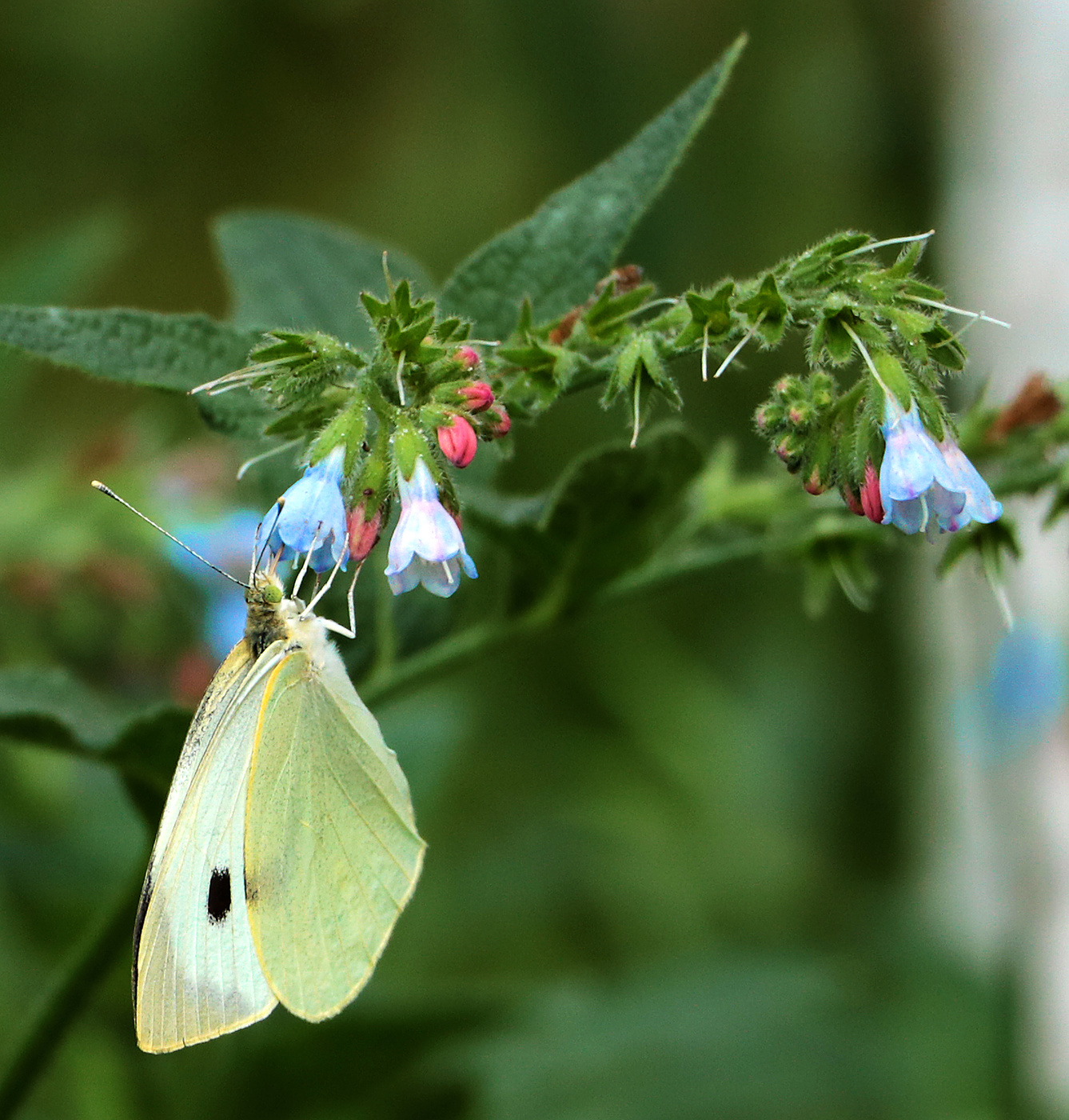 В платье белом, как невеста, пьёт из синего бокала...