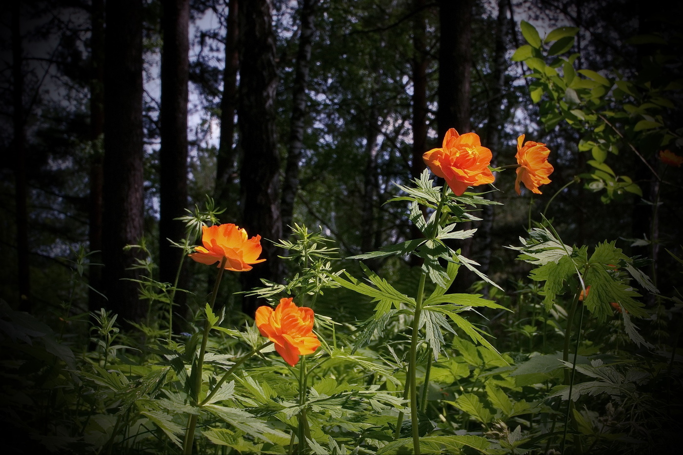 Жарки цветут.