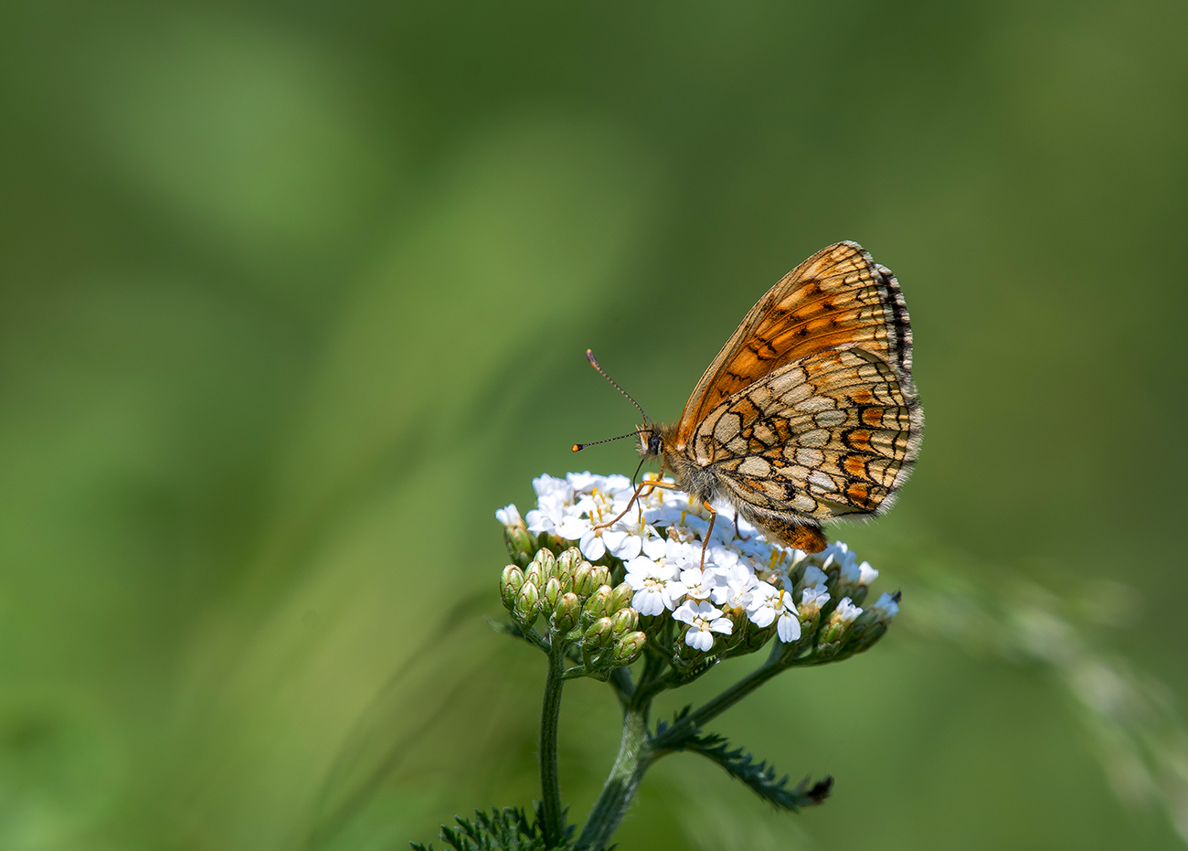 На лесной опушке