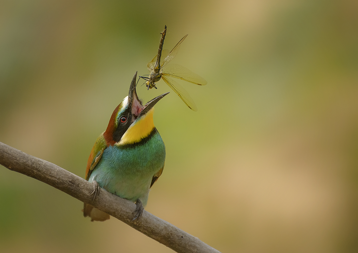 Попрыгунья стрекоза...