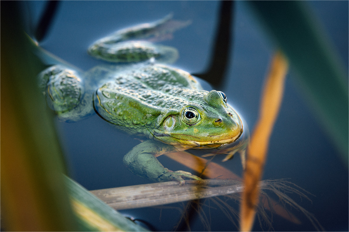 Царевна без стрелы Царевича.