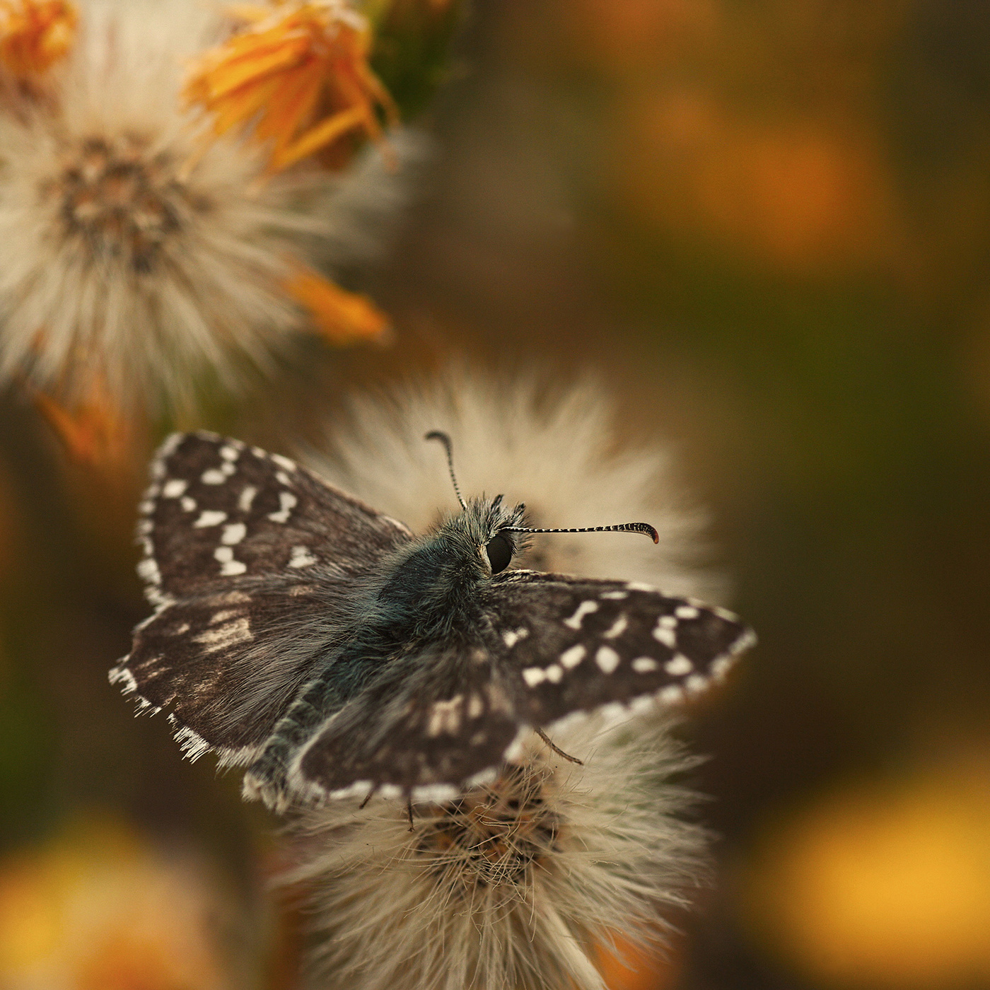 Толстоголовка
