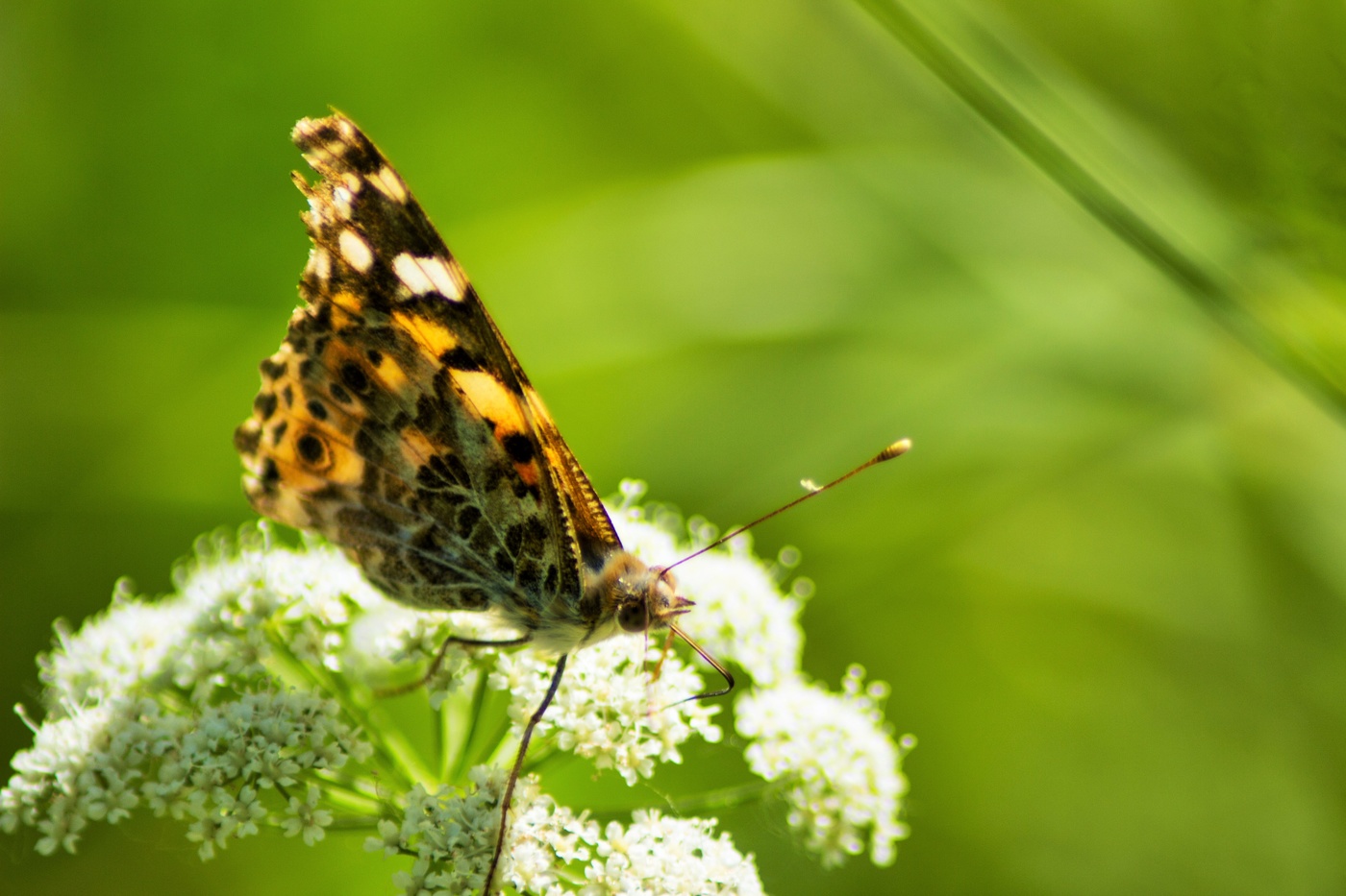 Репейница (?)