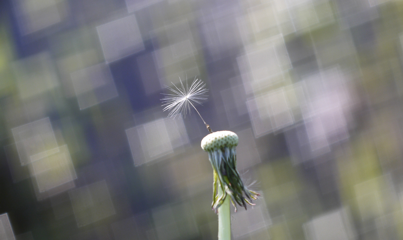 Клетчатый...