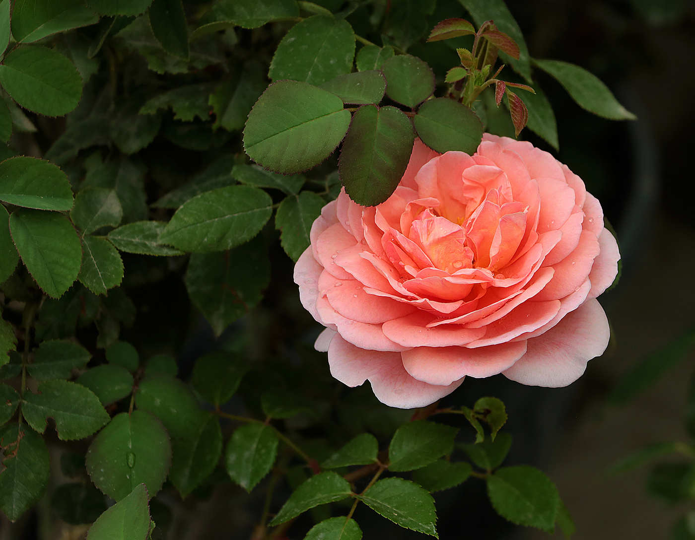 Притаилась...