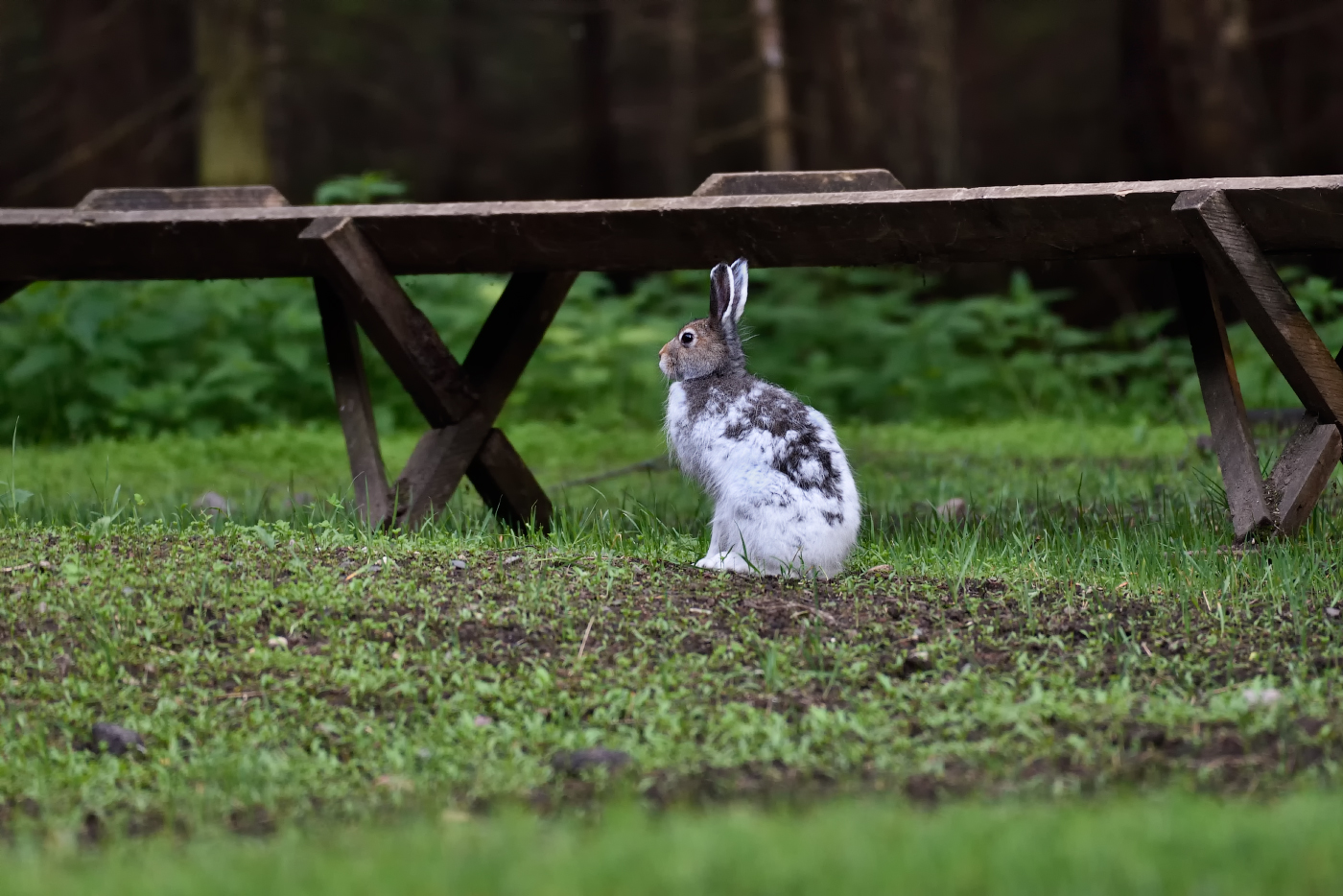 "когда же пожрать дадут,уж полинять можно полностью..."