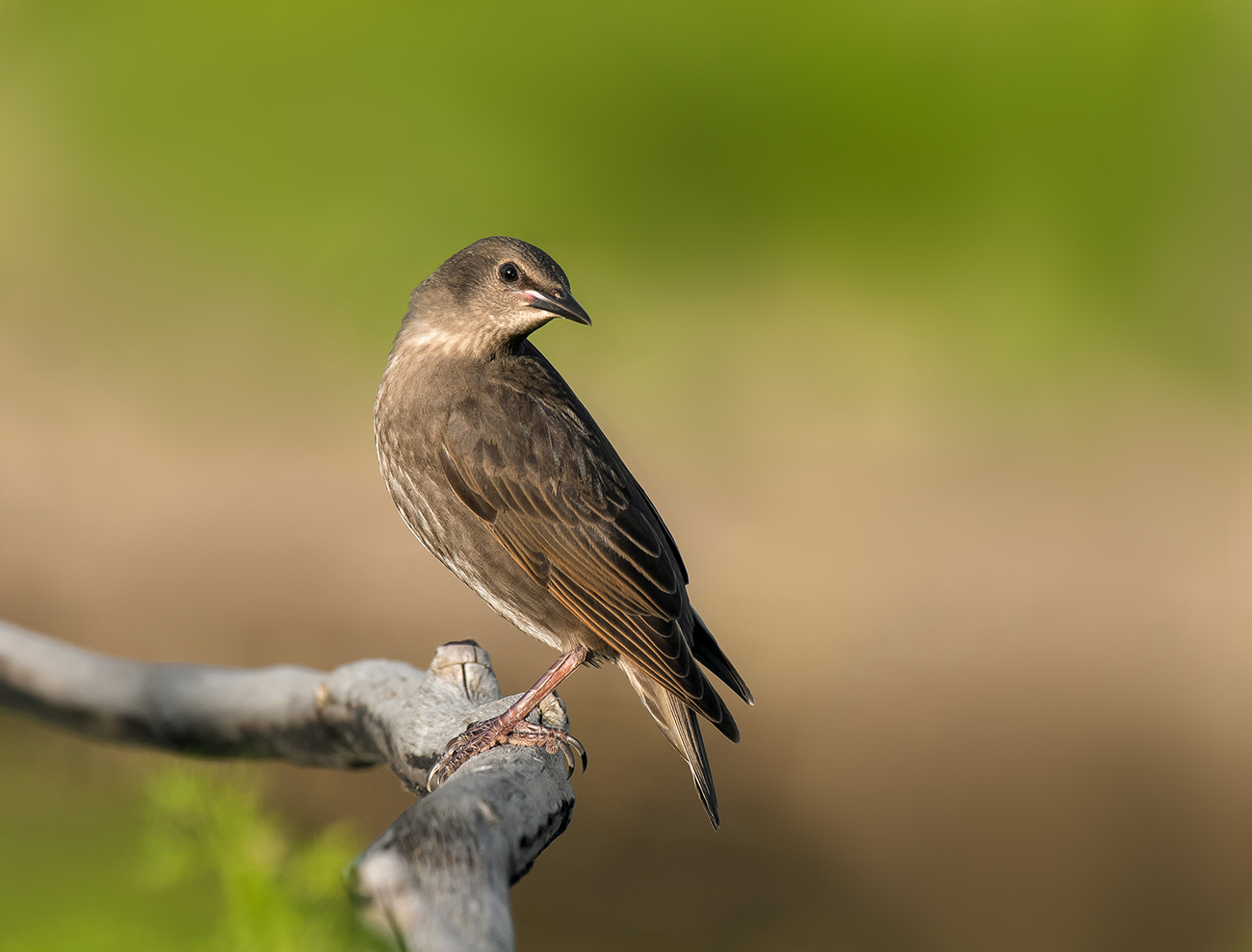 Молодой скворец