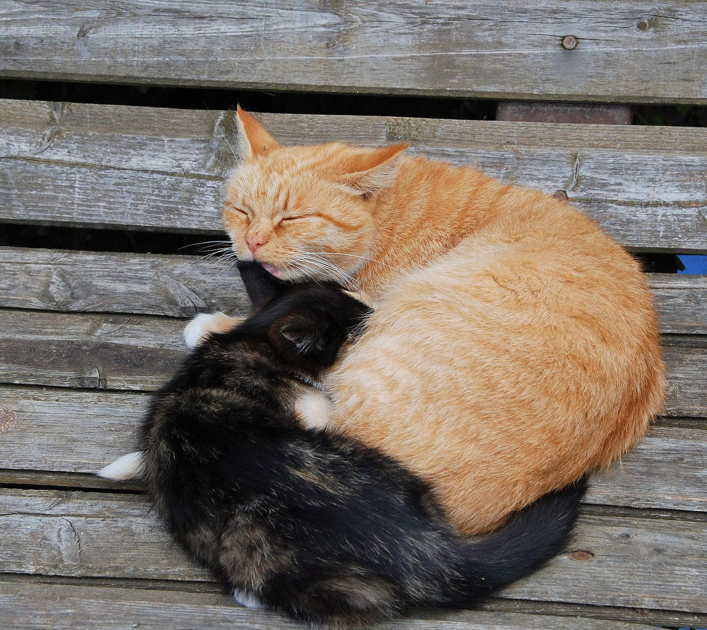 Тихий час ...