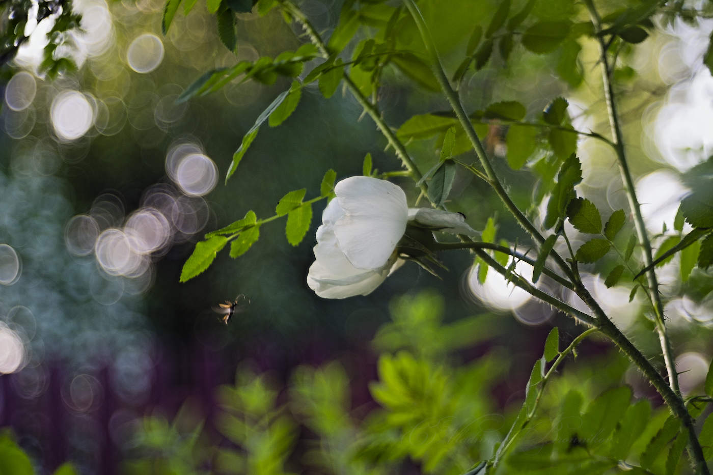 Полёт за нектаром