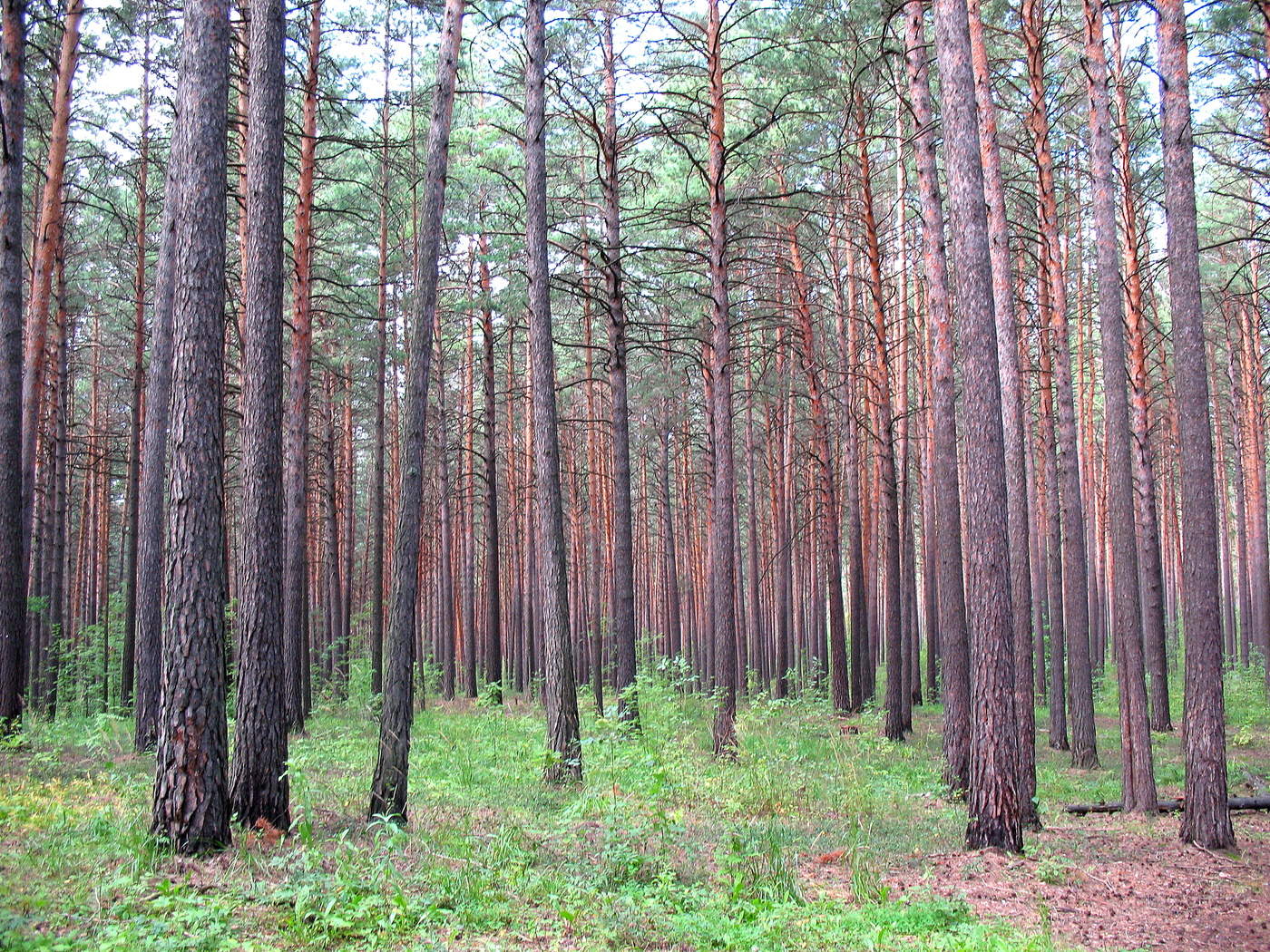 Утренняя тишина