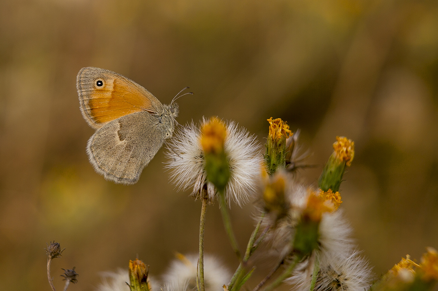 Осенняя сенница