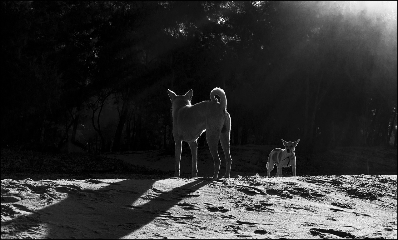 Утренняя тишина