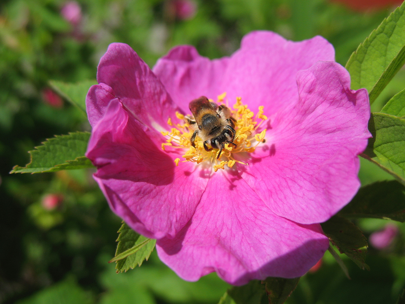 Пчёлка на шиповнике