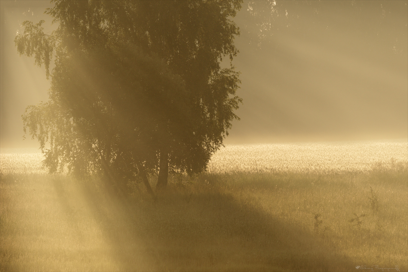 В утреннем свете.
