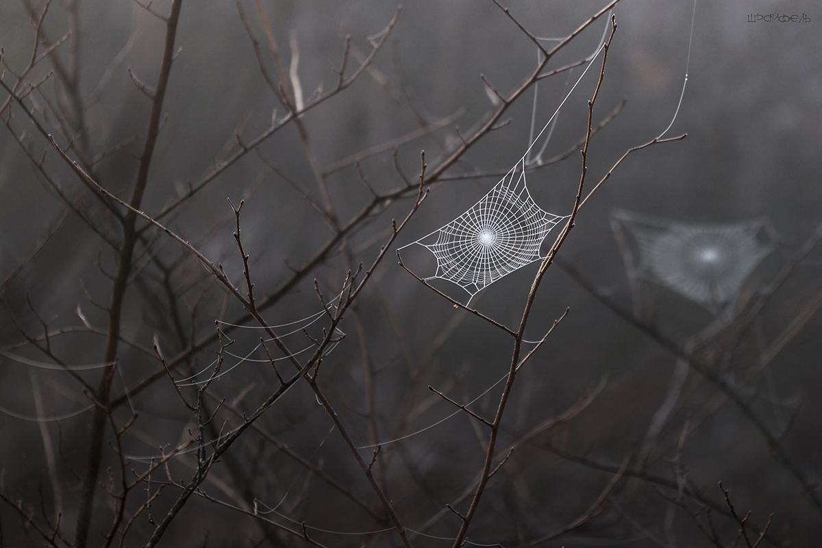 Туманным утром