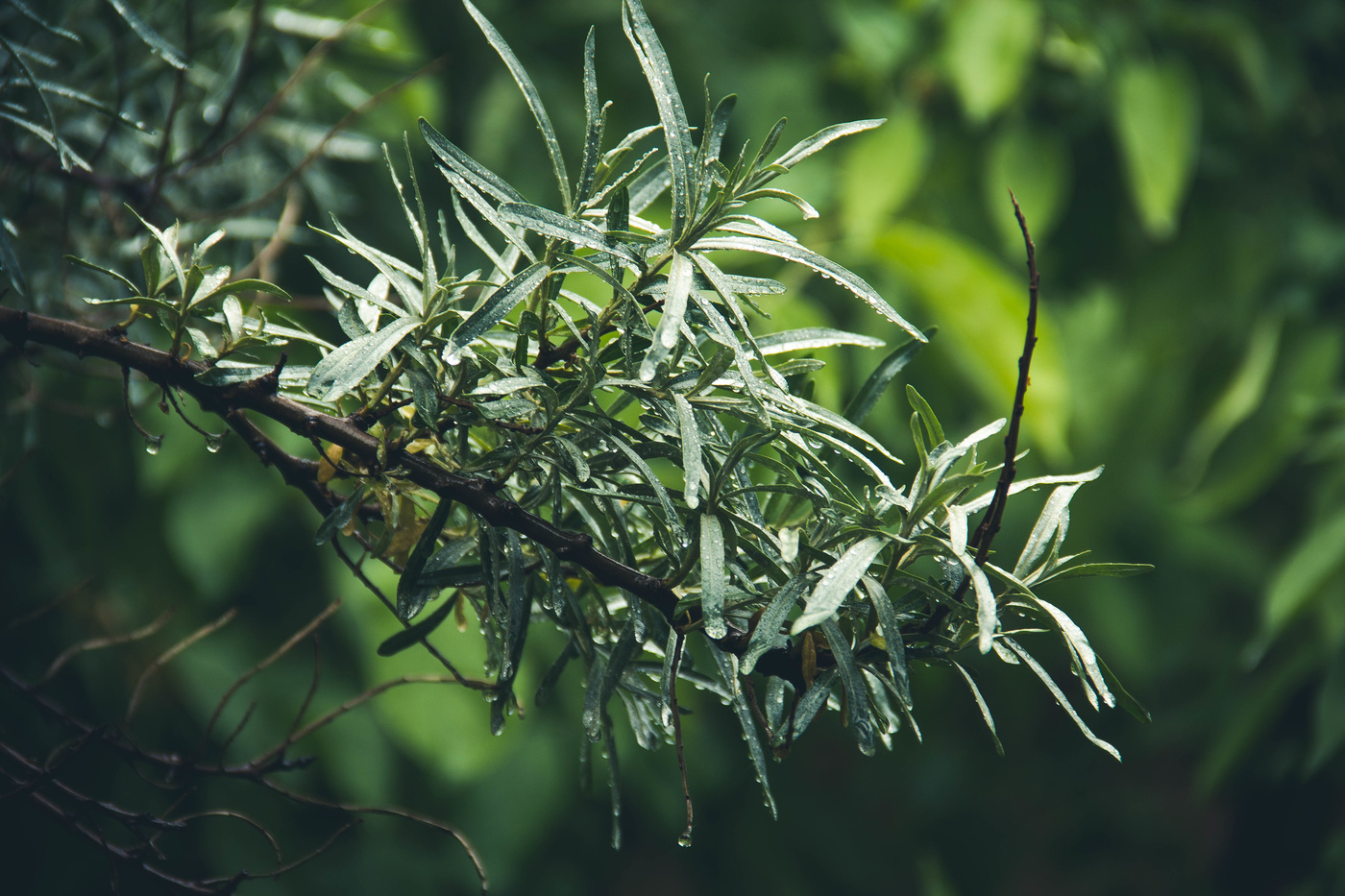 После дождичка