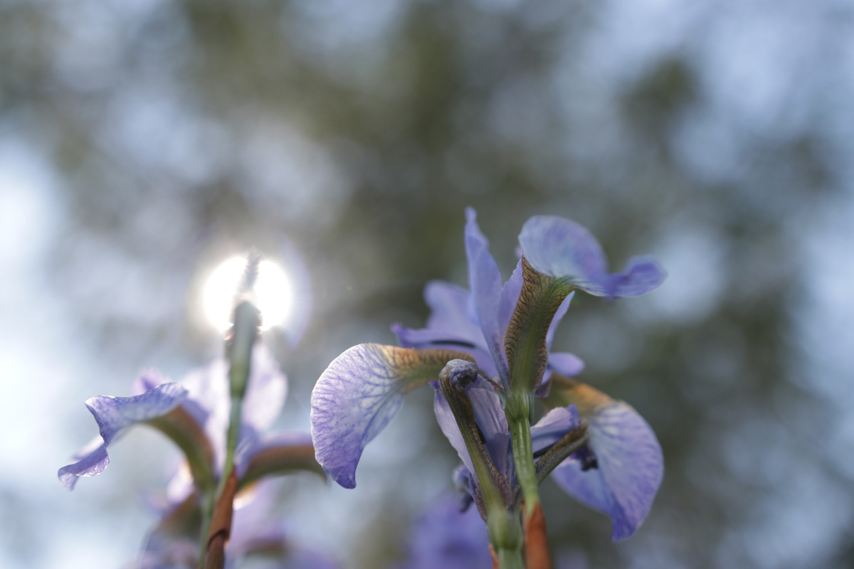 ...где то среди ирисов...