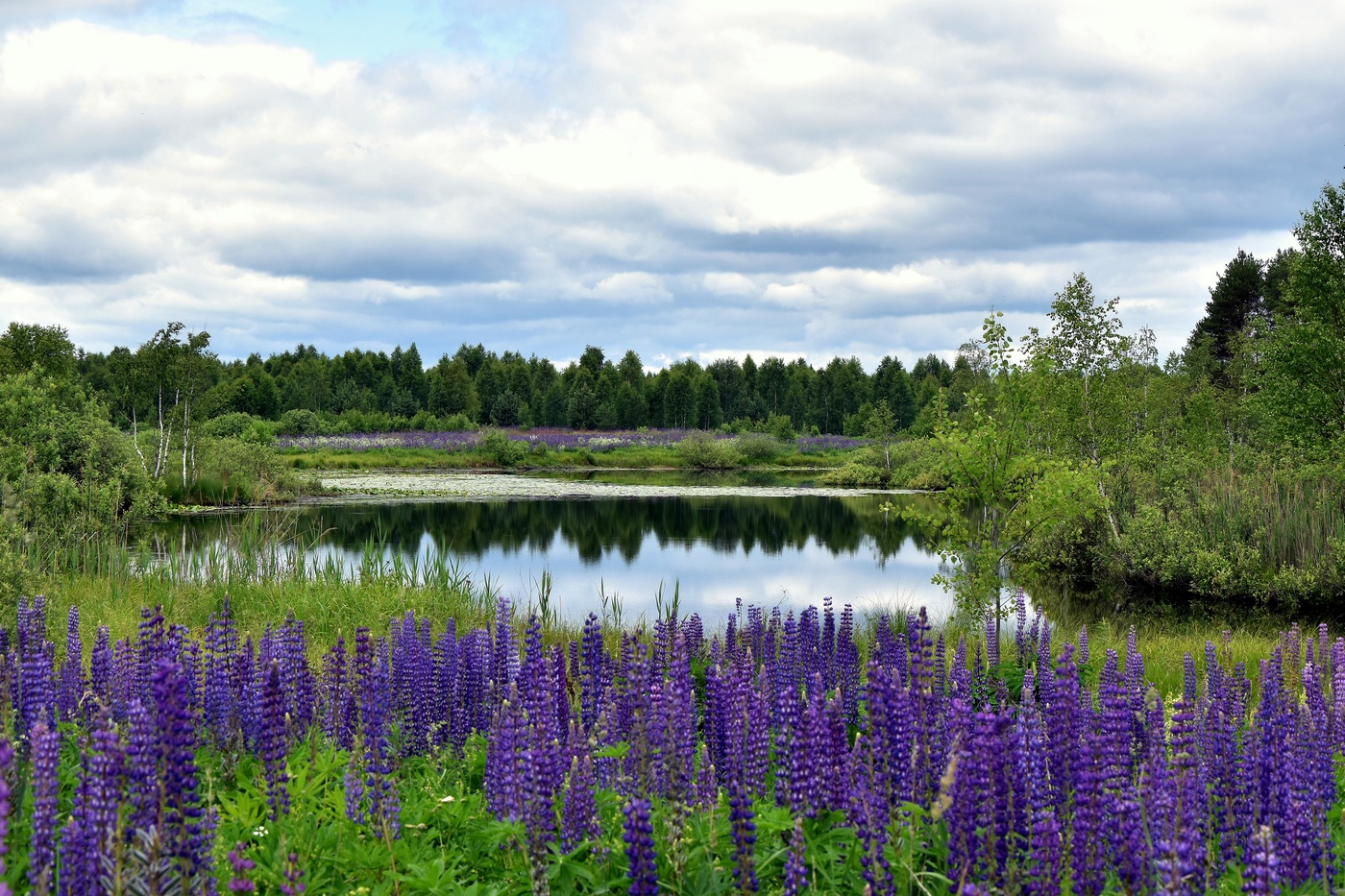 Голубых люпинов свечи