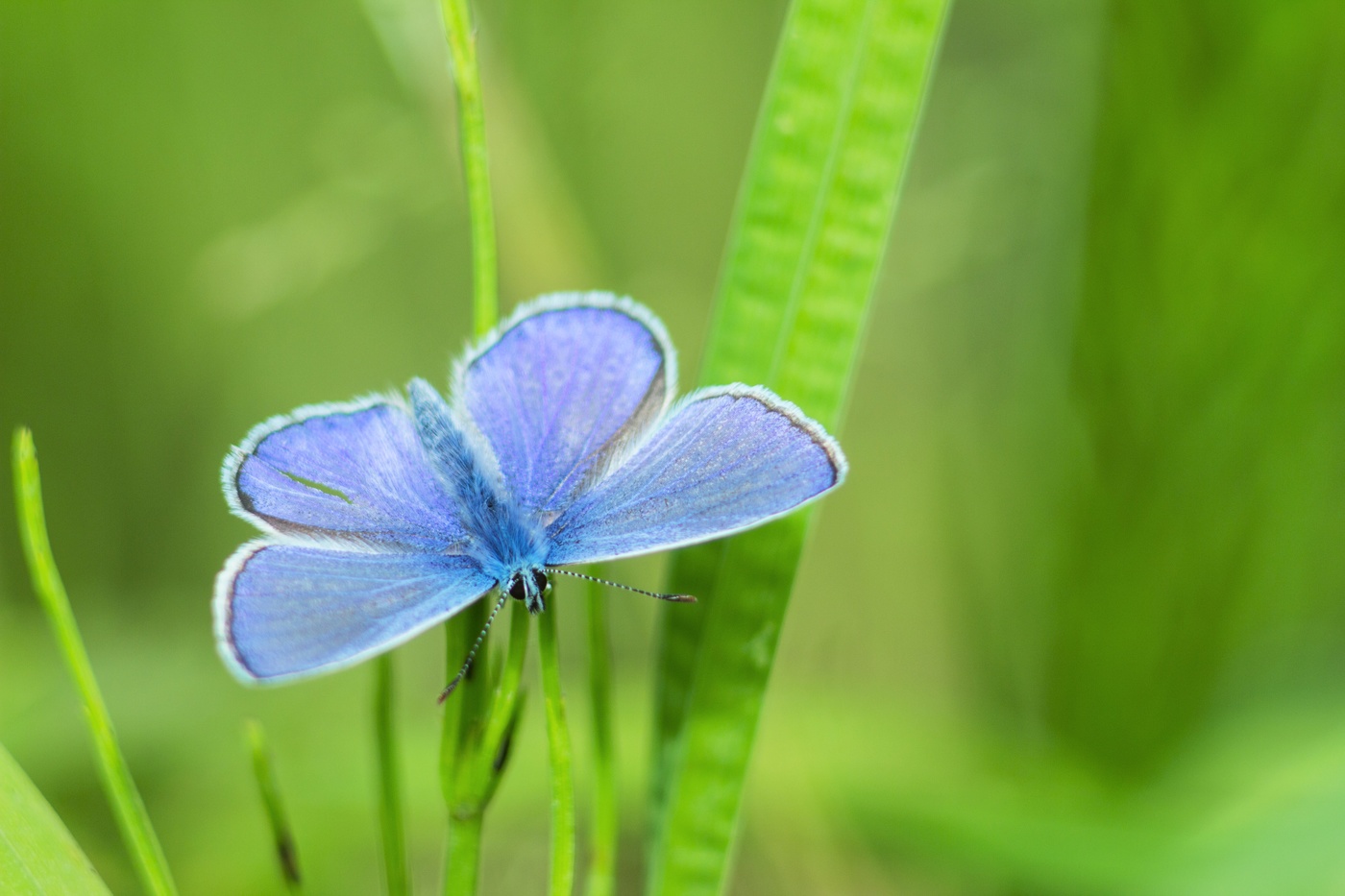 Голубянка Икар (мальчик)