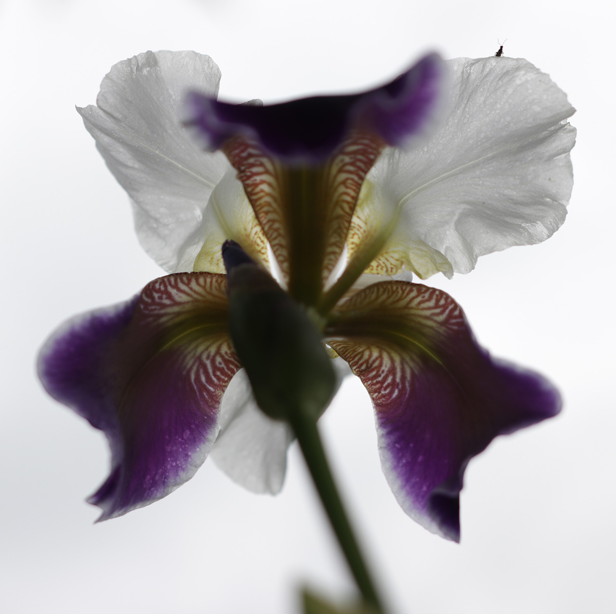 на краю... ириса...