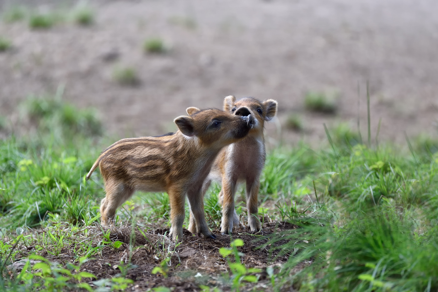 поцелуйчик