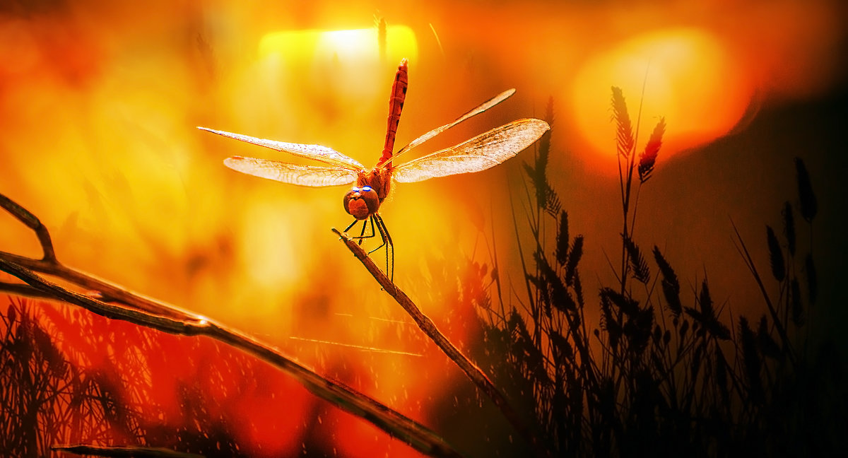 ..хвост по ветру..., готова к опасностям, приключениям и безрассудству...