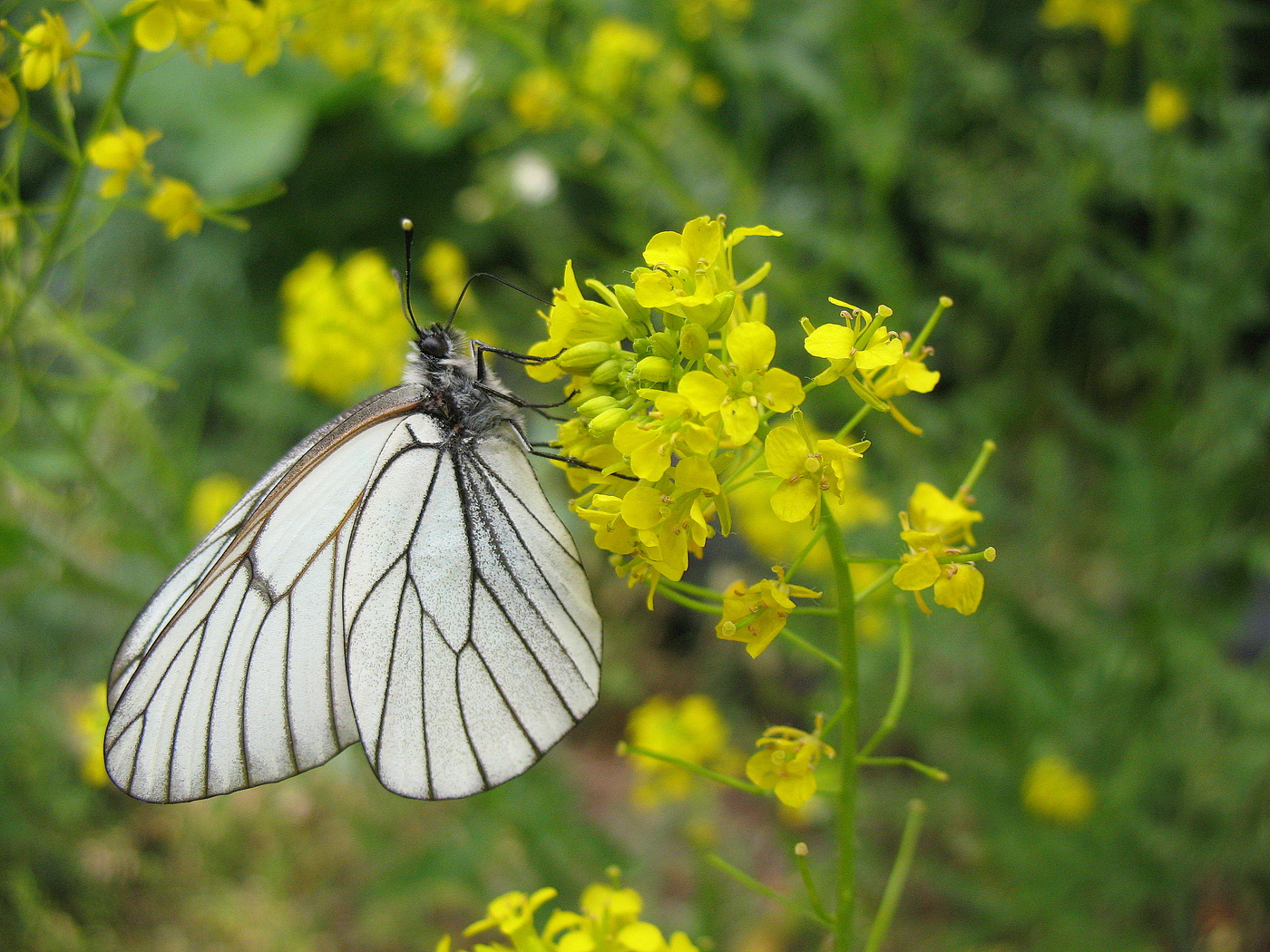 Бабочка и сурепка