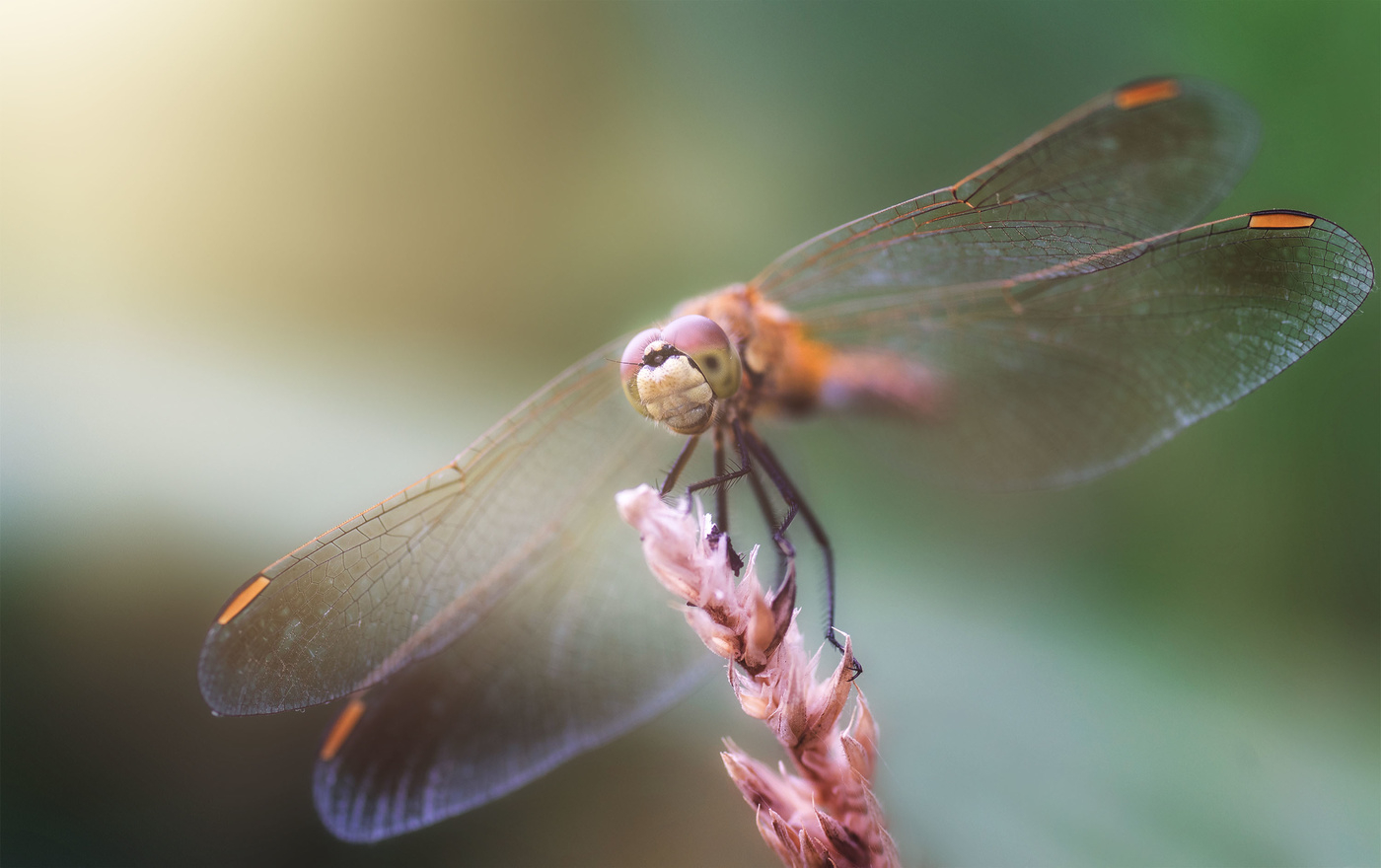 Неутомимая охотница...