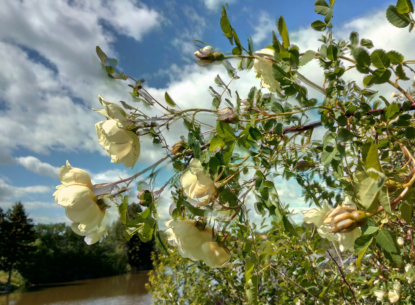 Белый шиповник.