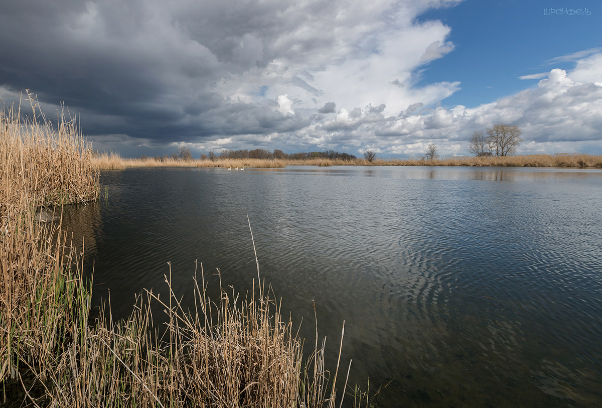 Три белых лебедя вдали