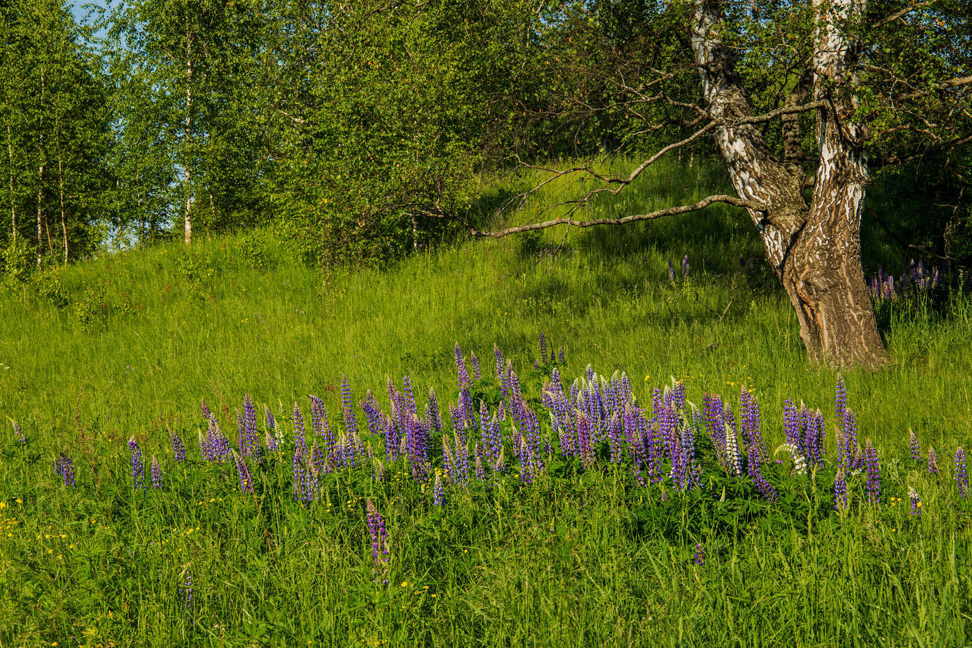 На пригорке