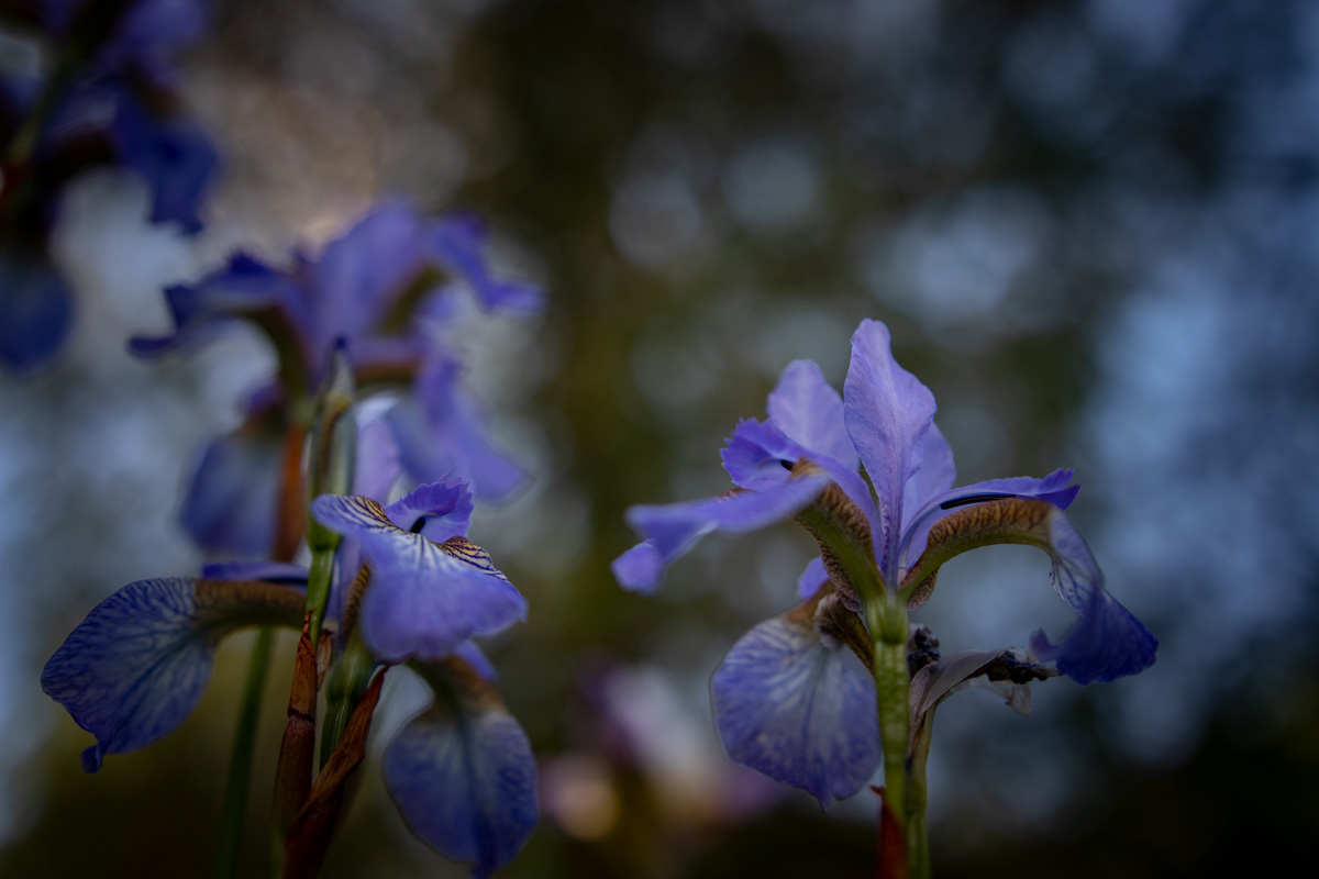 ...где то среди ирисов #2...
