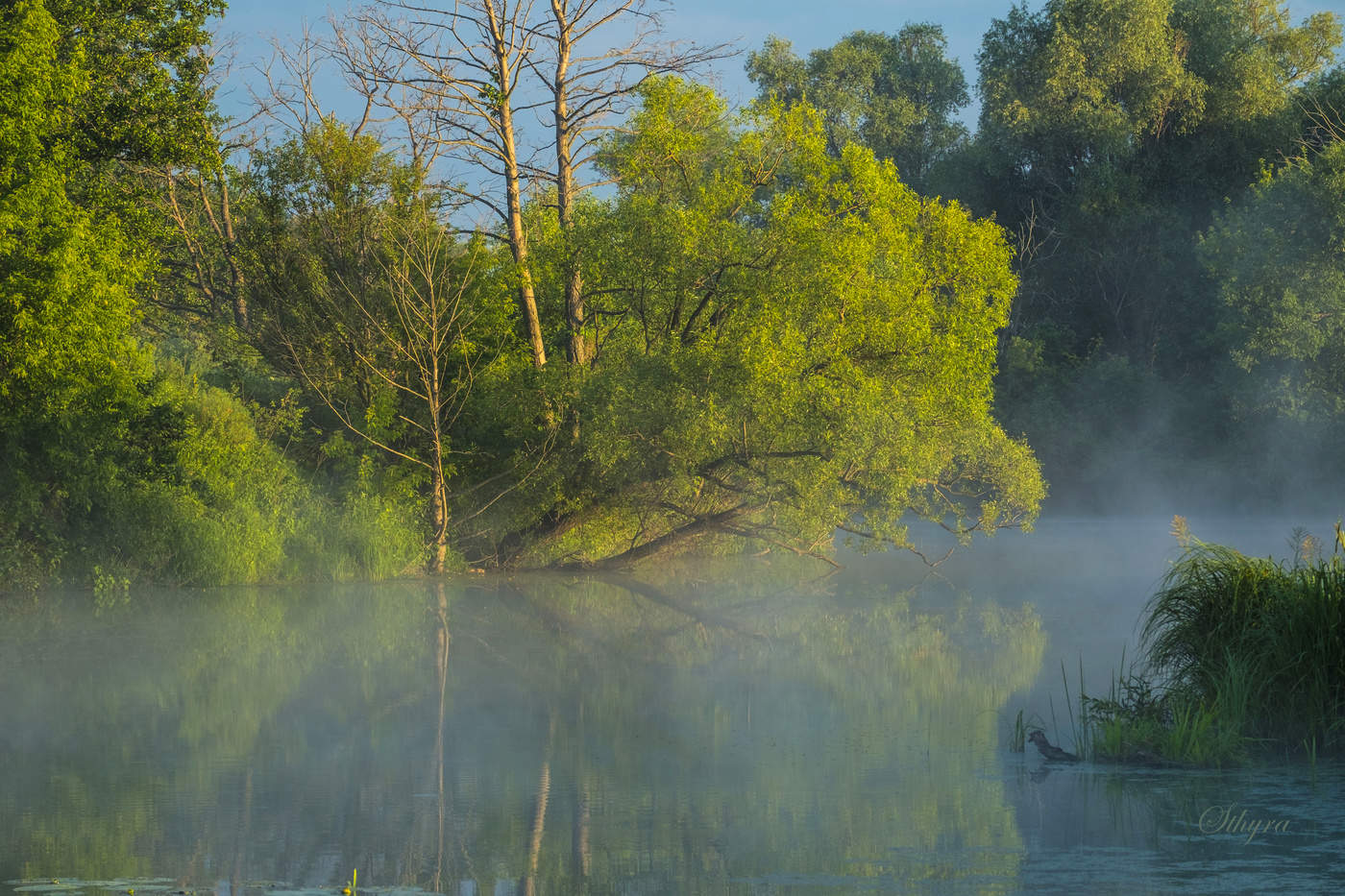 Летнее утро.