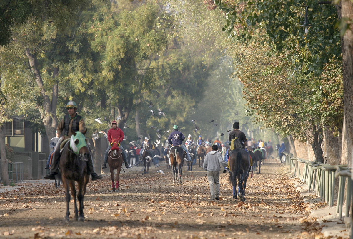 Утренняя проездка