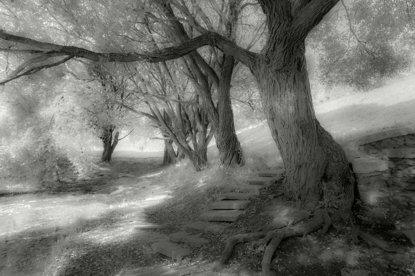 В тени старого дерева
