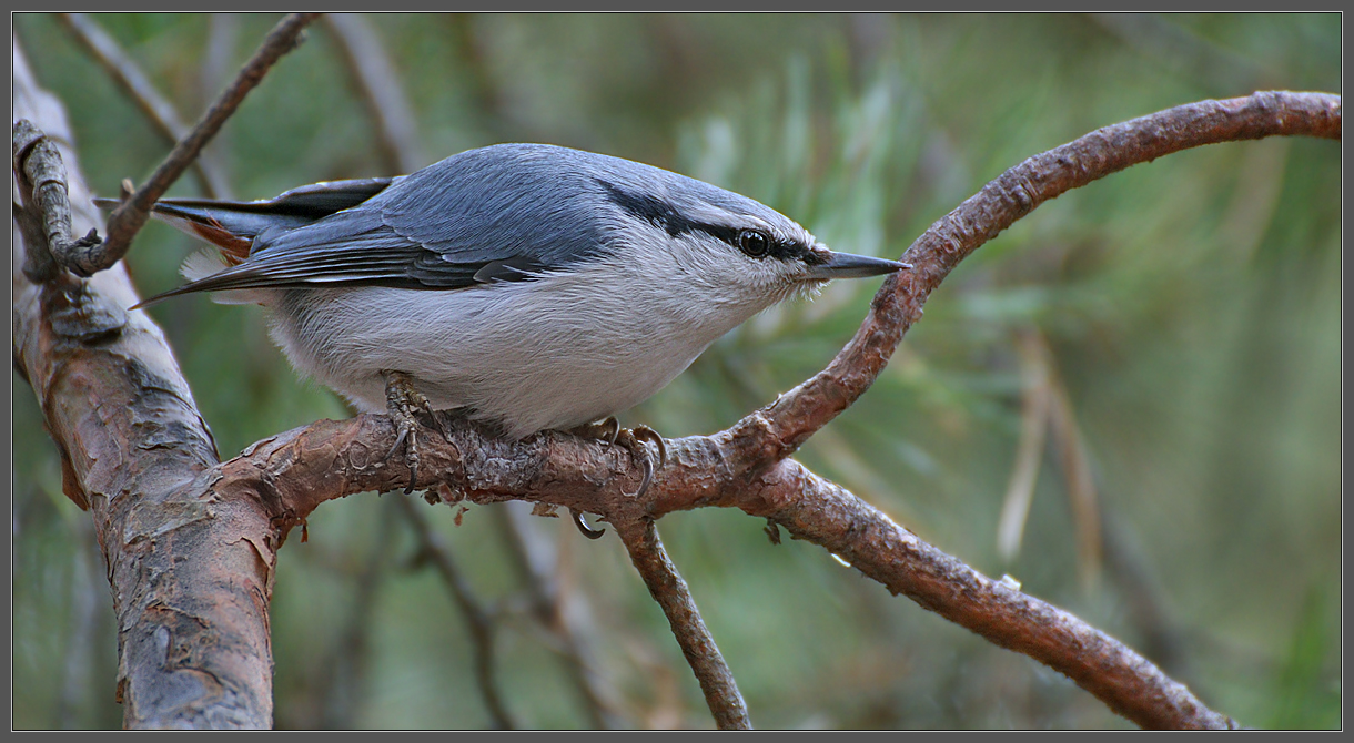 Наш ответ Airbus