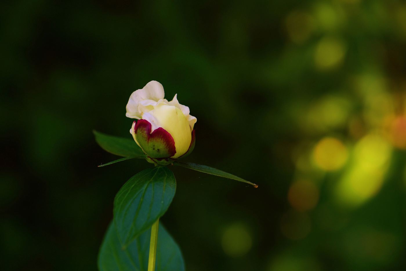 "Цветы чисты, красивы и невинны ..."