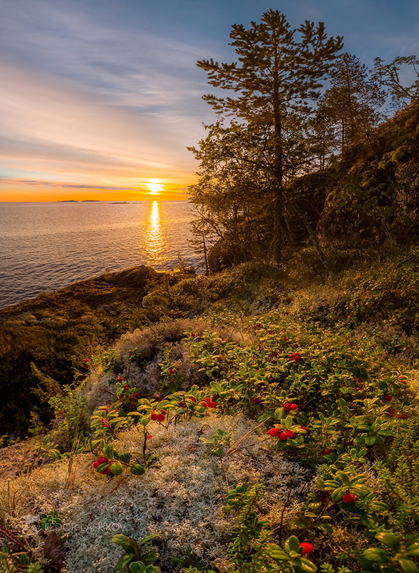 Брусника на рассвете