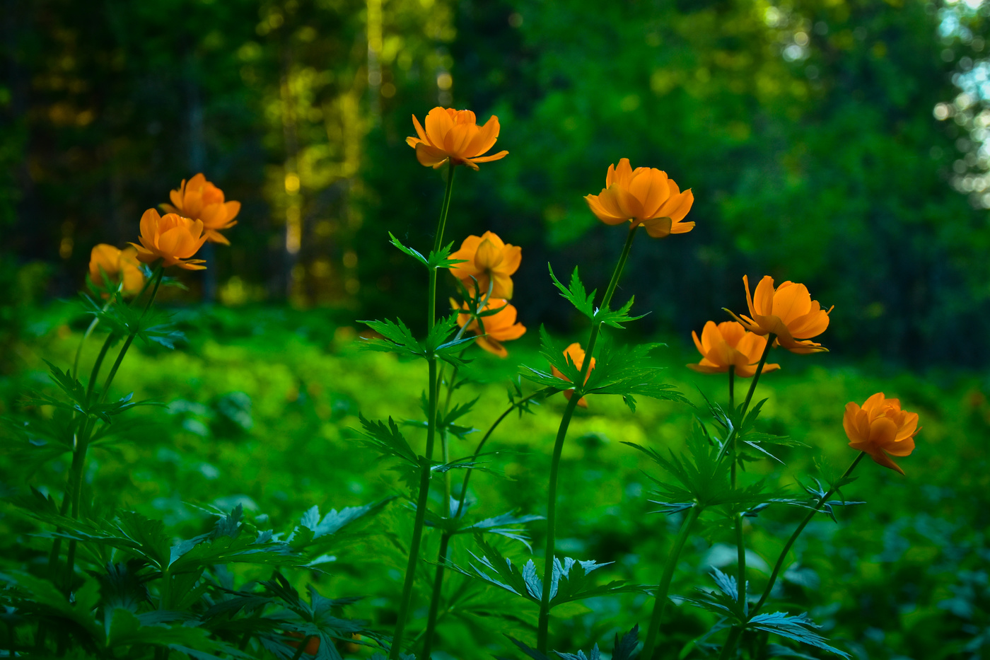 Огоньки в лесу