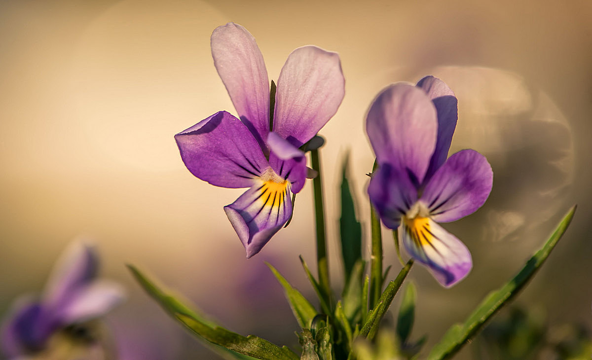 Под вечер...