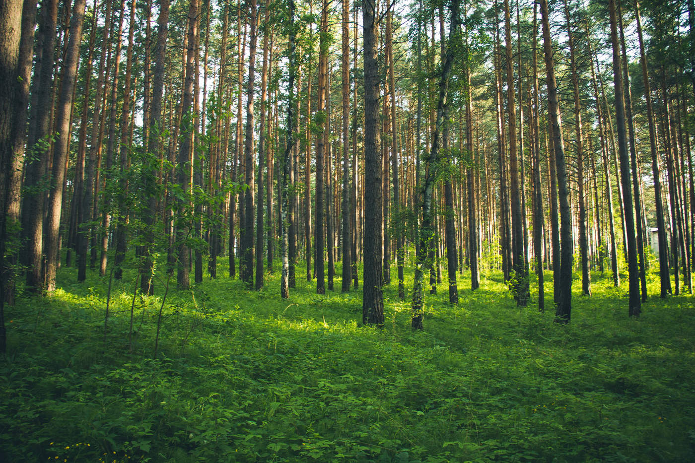 Спокойствием мудрости себя напою...
