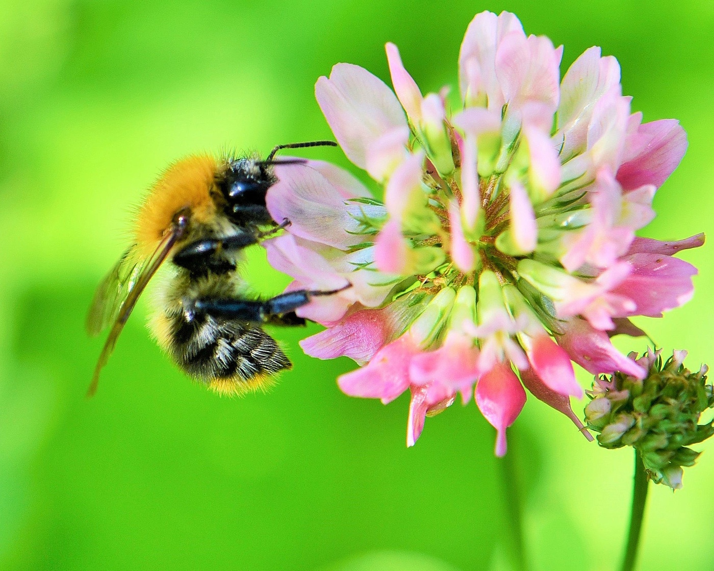 "Шмель женихом разборчивым летает над цветами..."