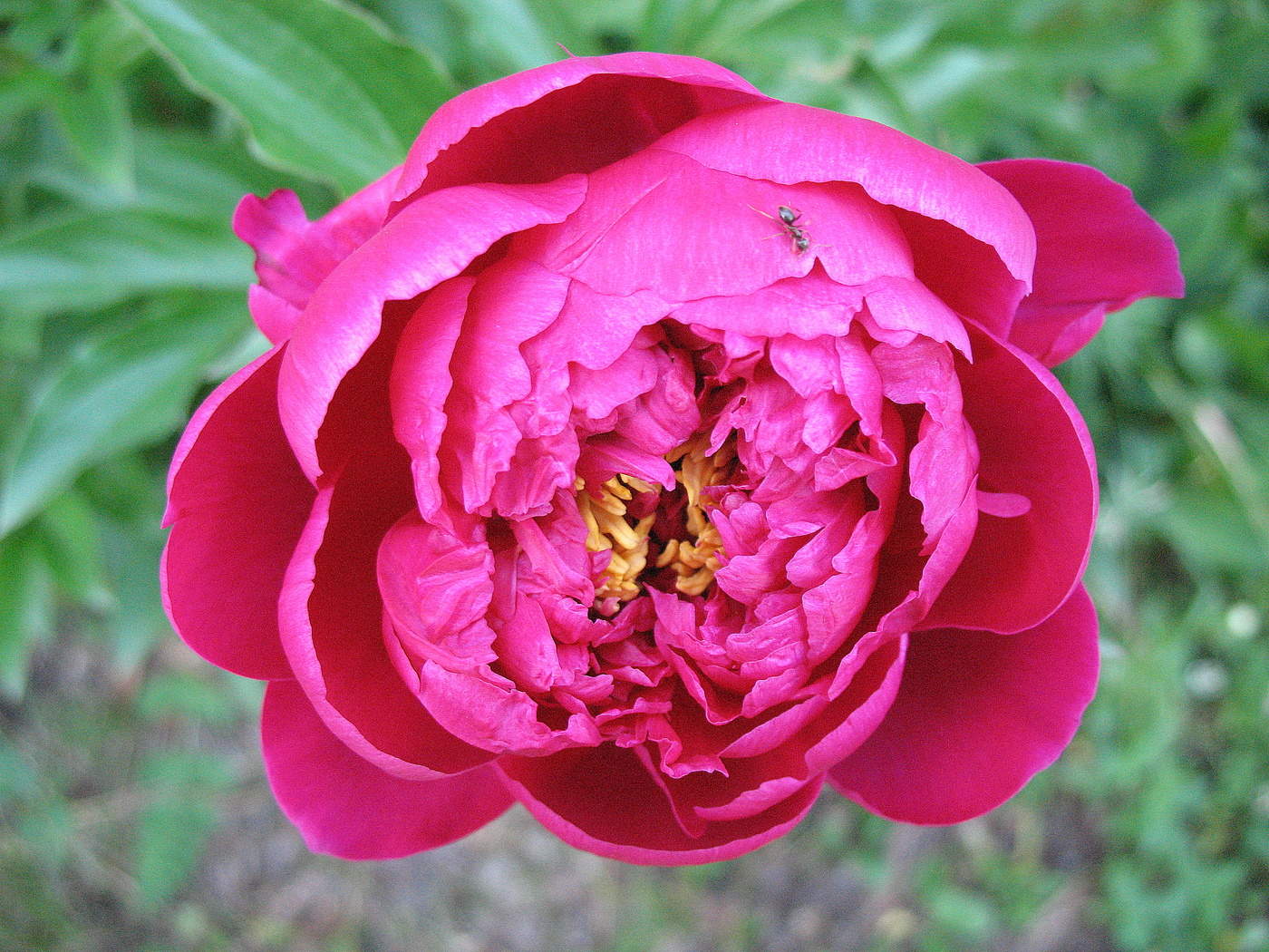 Муравьишка на пионе.