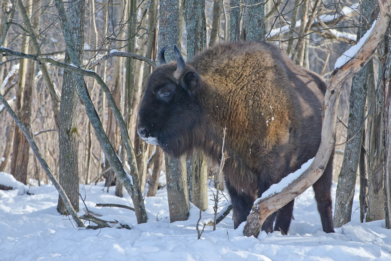 Король лесов окрестных