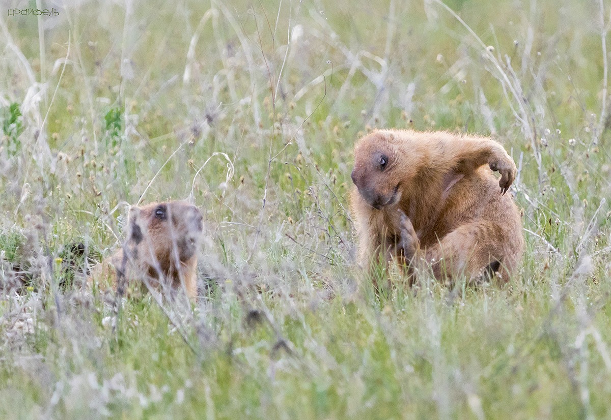 Вот тут мне почеши