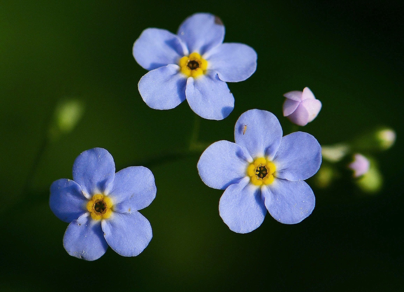 "Богиня флоры - незабудка - цветок печали и любви..."